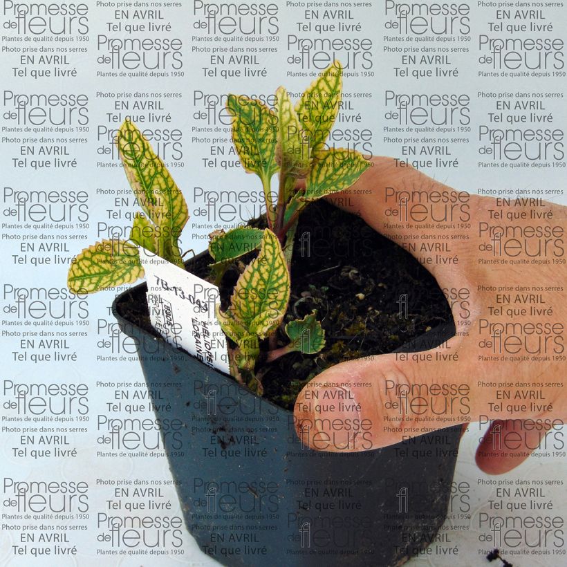 Exemplo de amostra de Heliopsis helianthoïdes Loraine Sunshine - Héliopsis faux hélianthe Vaso de 8/9 cm tal como entregue