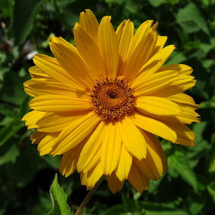 Heliopsis helianthoides Mars (Floração)