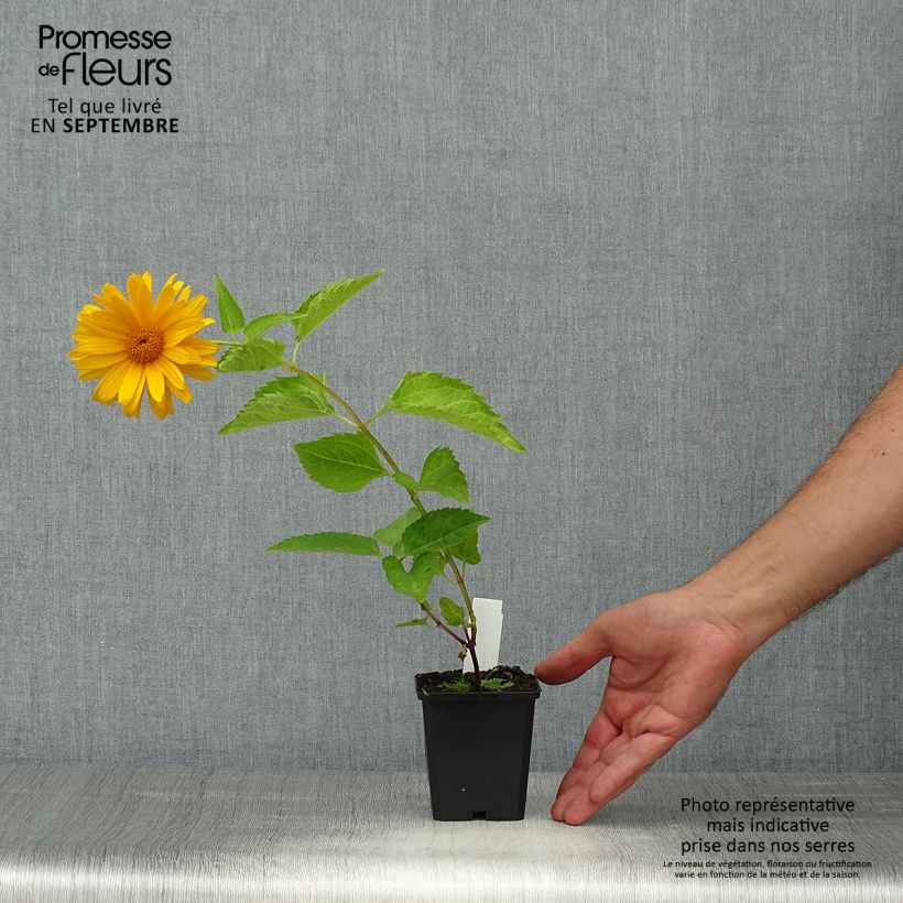 Amostra de Heliopsis helianthoides Mars Vaso de 8/9 cm tal como entregue no outono