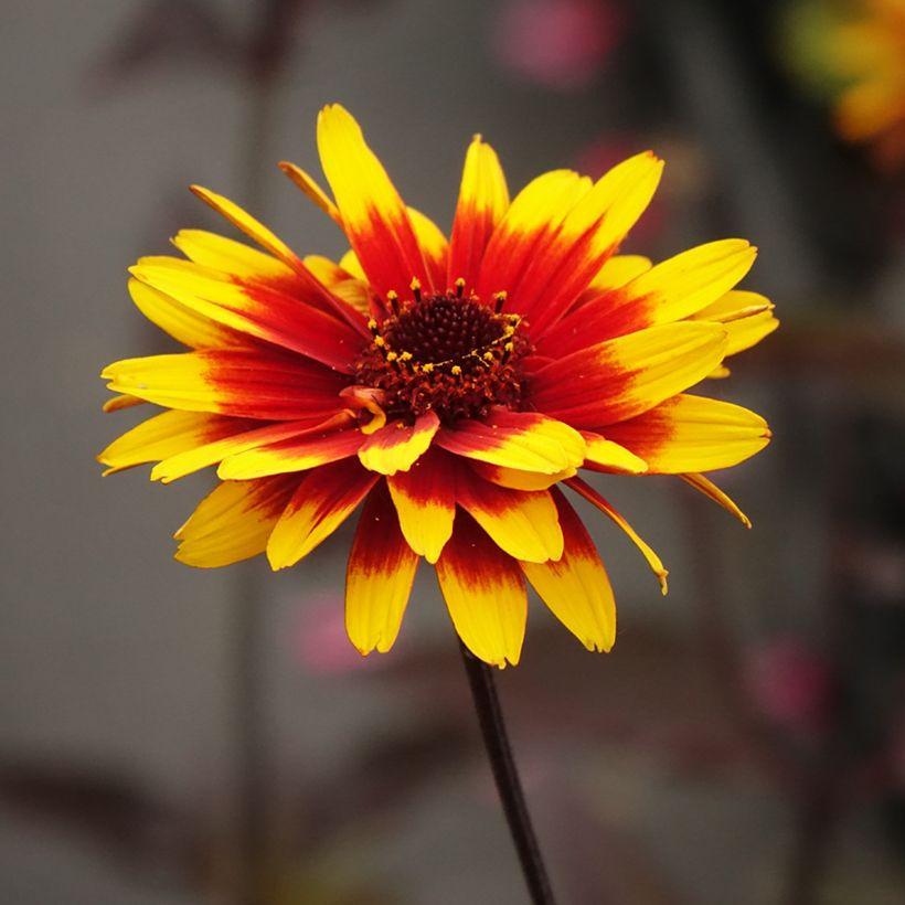 Heliopsis helianthoides Sparkling Contrast (Floração)