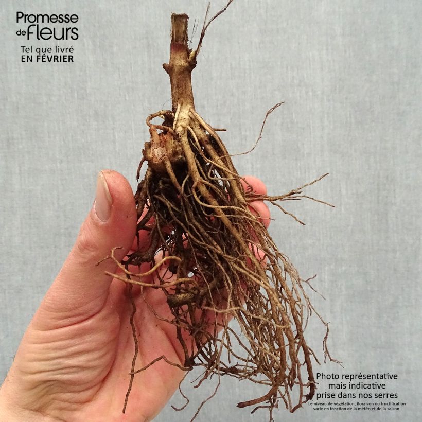 Amostra de Heliopsis helianthoides Sparkling Contrast - Héliopsis faux-hélianthe Petites Racines nues tal como entregue no inverno