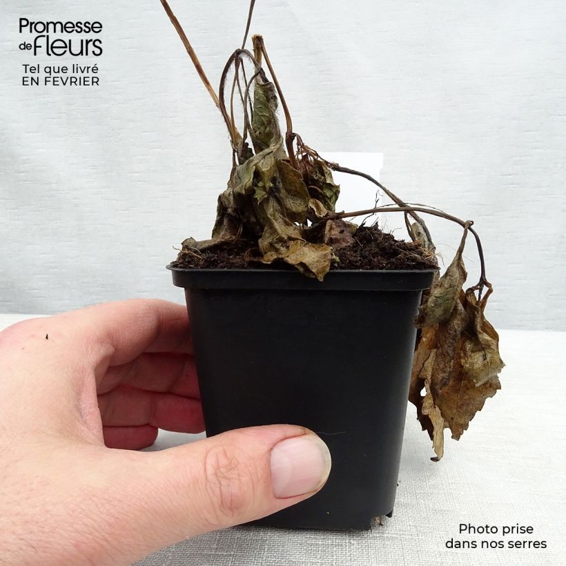 Amostra de Heliopsis helianthoides Summer Sun - Héliopsis faux hélianthe  Vaso de 7/8 cm tal como entregue no inverno