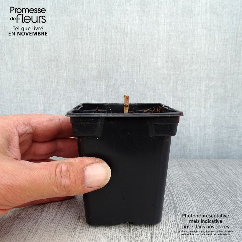 Amostra de Heliopsis helianthoides Summer Sun Vaso de 7/8 cm tal como entregue no outono