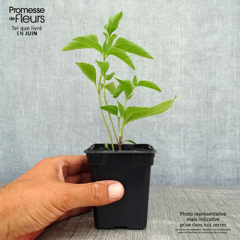 Amostra de Heliopsis helianthoides Summer Sun Vaso de 7/8 cm tal como entregue no verão