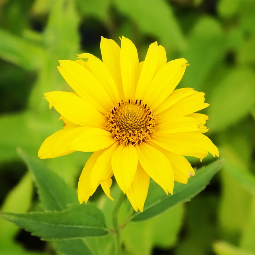 Heliopsis helianthoides Summer Sun (Floração)