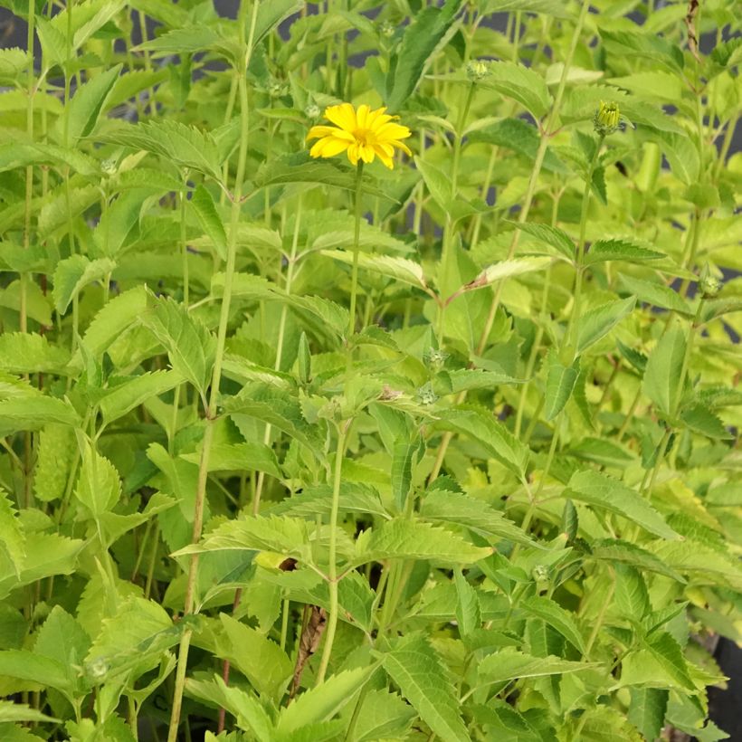 Heliopsis helianthoides Summer Sun (Hábito)