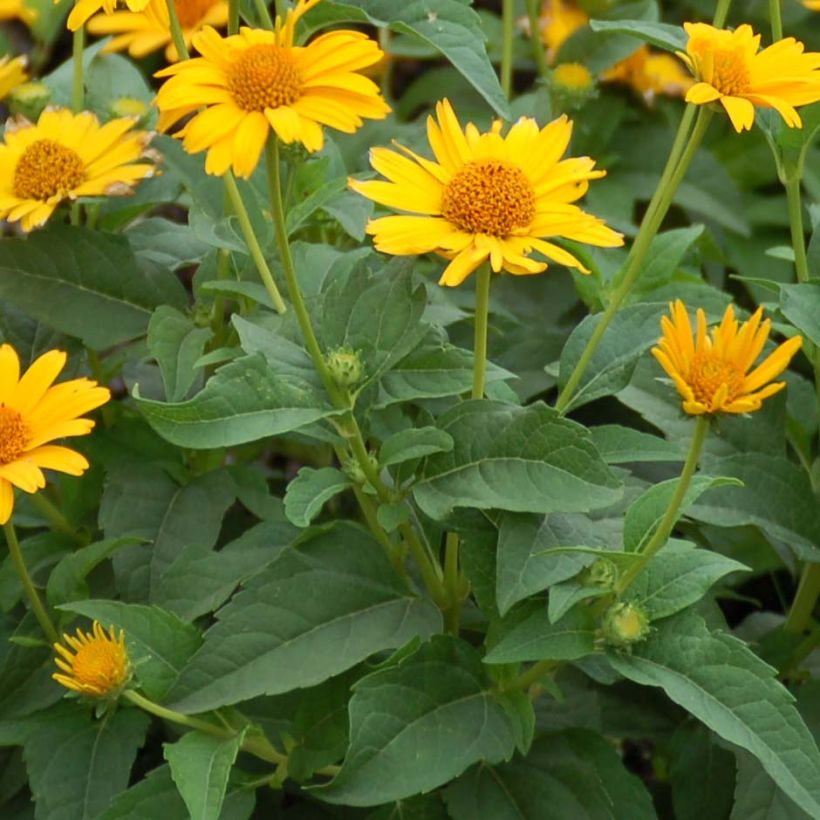 Heliopsis helianthoides Tuscan Sun (Folhagem)