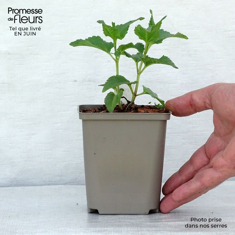 Amostra de Heliopsis helianthoides Tuscan Sun Vaso de 10 cm/11 cm tal como entregue no verão