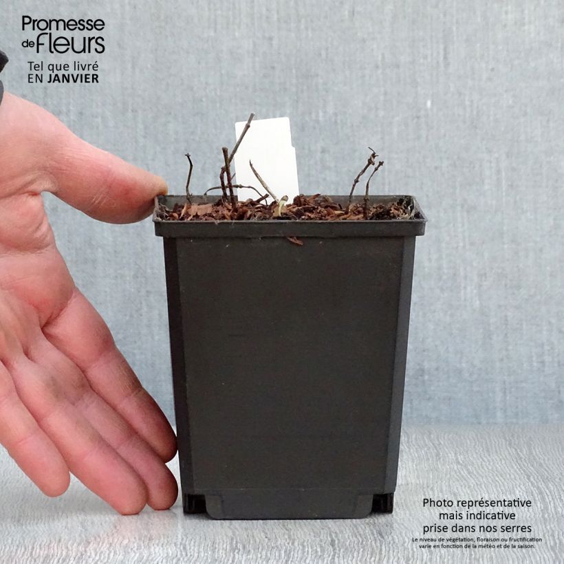 Amostra de Heliopsis helianthoides Tuscan Sun - Héliopsis faux-hélianthe. Vaso de 10 cm/11 cm tal como entregue no inverno