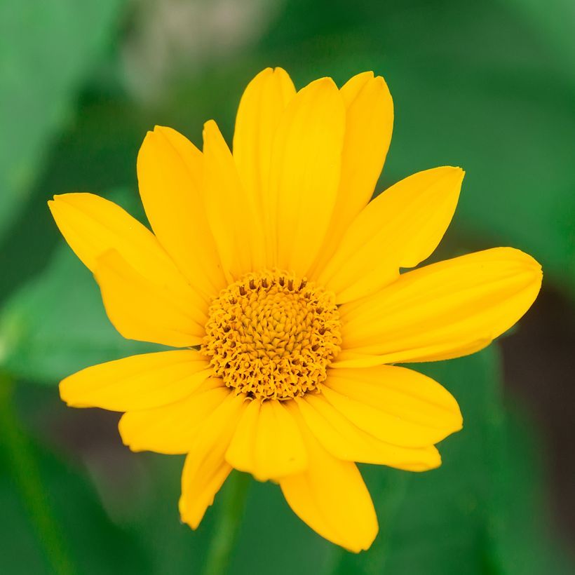 Heliopsis helianthoides Tuscan Sun (Floração)