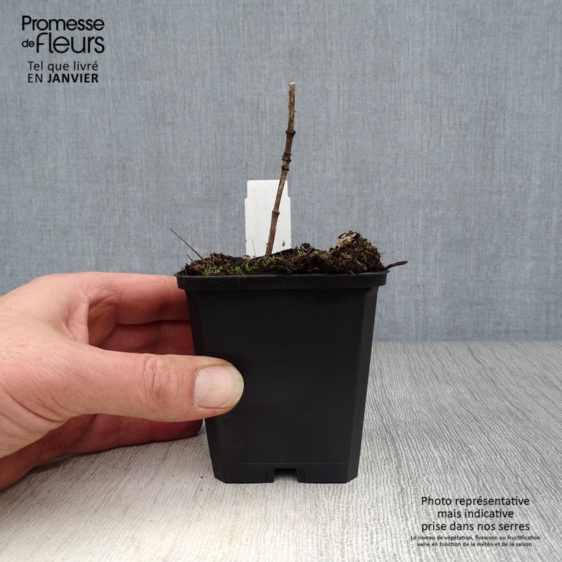 Amostra de Heliopsis helianthoides Venus - Héliopsis faux-hélianthe Vaso de 8/9 cm tal como entregue no inverno