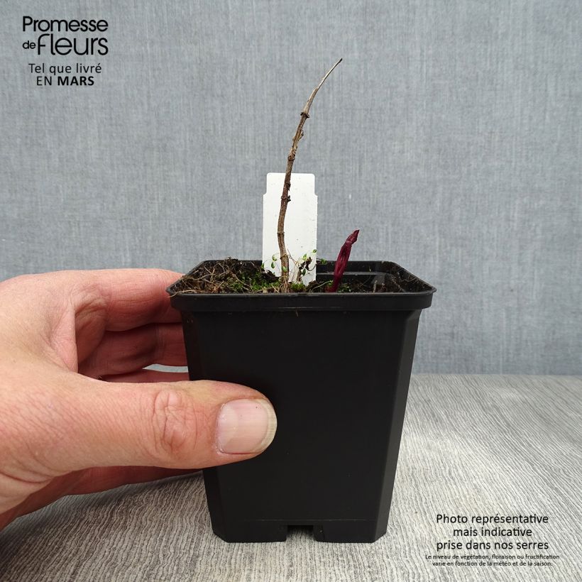 Amostra de Heliopsis helianthoides Venus Vaso de 8/9 cm tal como entregue na primavera