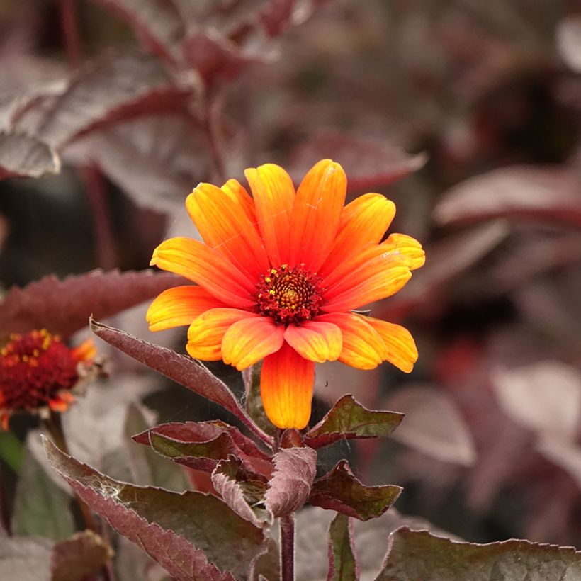 Heliopsis helianthoides var. scabra Fire Twister (Floração)