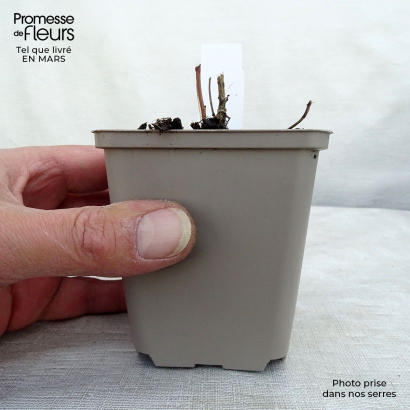 Amostra de Heliopsis helianthoides var. scabra Vaso de 8/9 cm tal como entregue na primavera