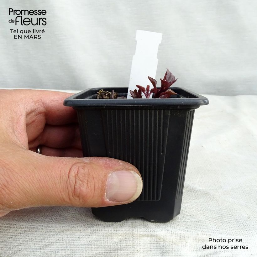 Amostra de Heliopsis helianthoides var. scabra Summer Nights Vaso de 8/9 cm tal como entregue no inverno