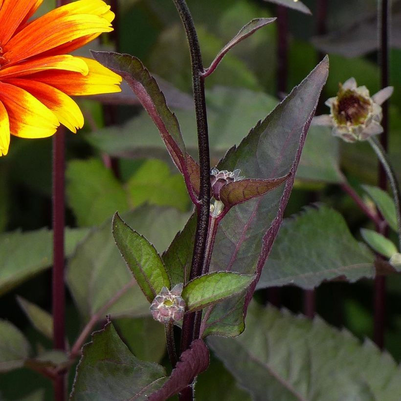 Heliopsis helianthoides Burning Hearts (Folhagem)
