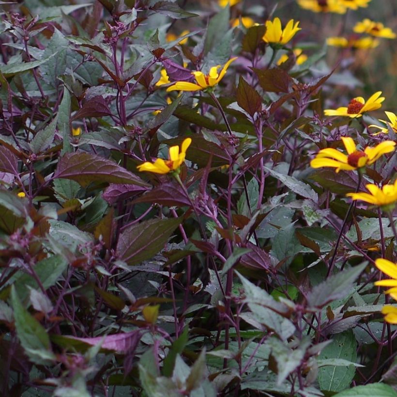 Heliopsis helianthoides var. scabra Summer Nights (Folhagem)