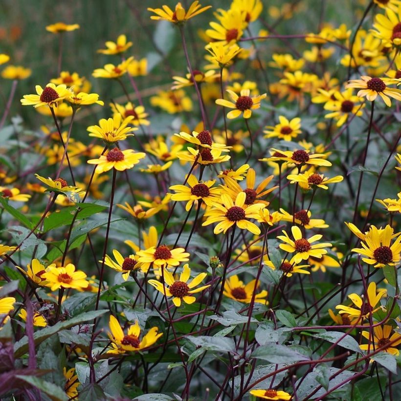 Heliopsis helianthoides var. scabra Summer Nights (Floração)