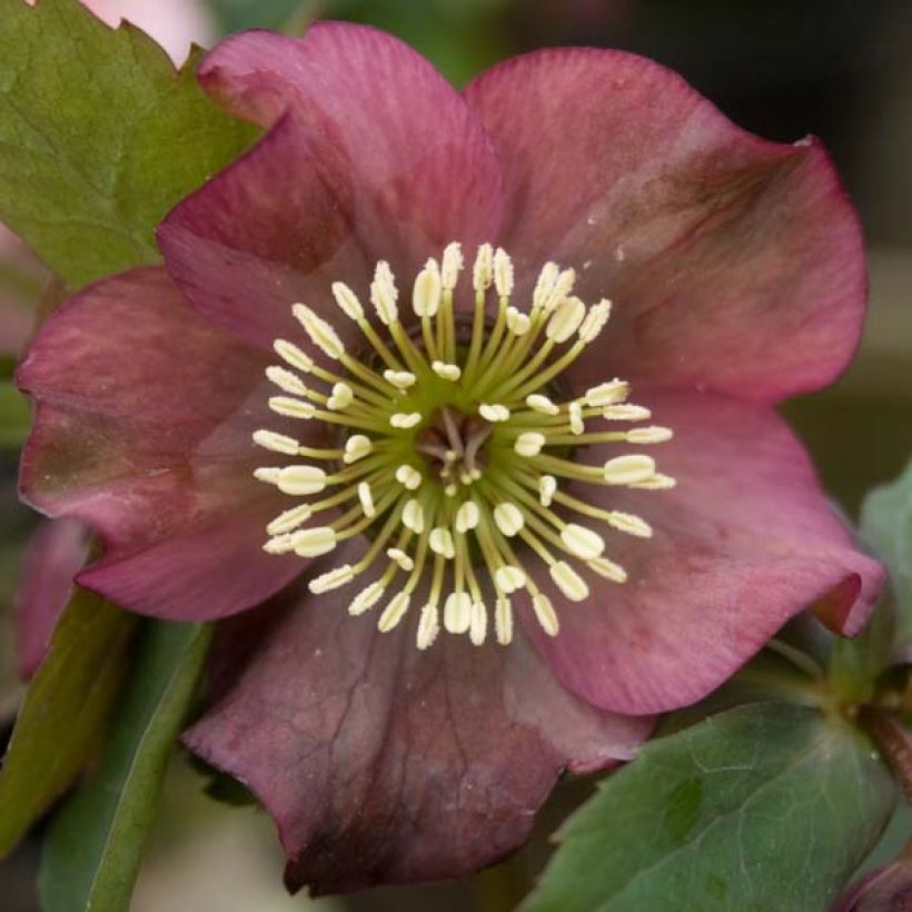 Helleborus orientalis Vermelha (Floração)