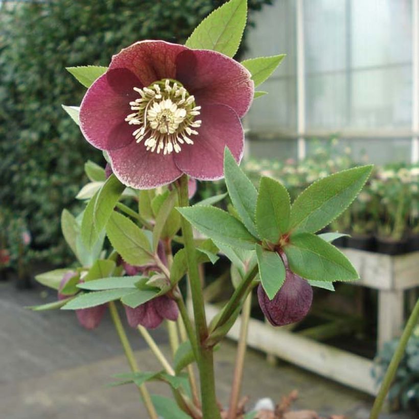 Helleborus orientalis Aubergine W/E (Hábito)