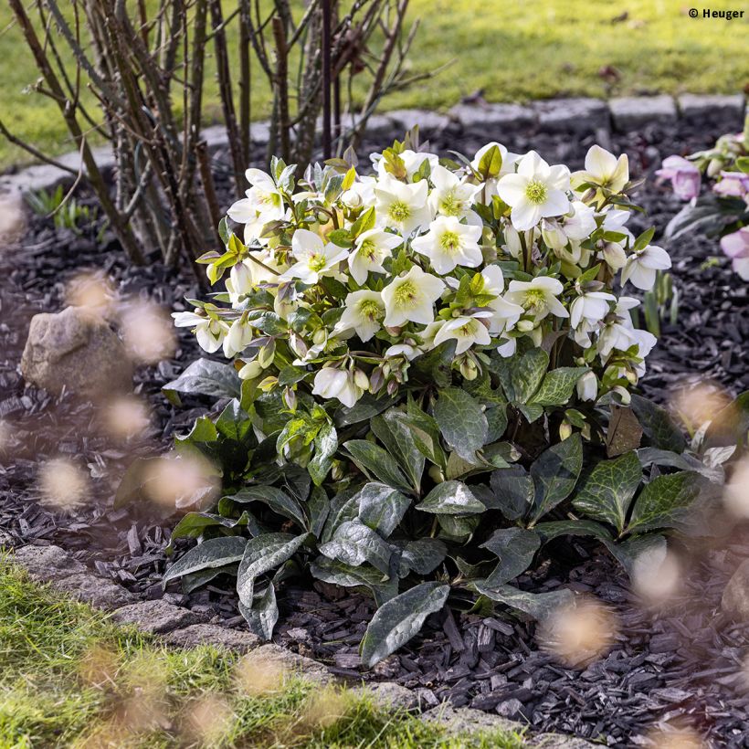 Helleborus glandorfensis Mia Marble (Hábito)