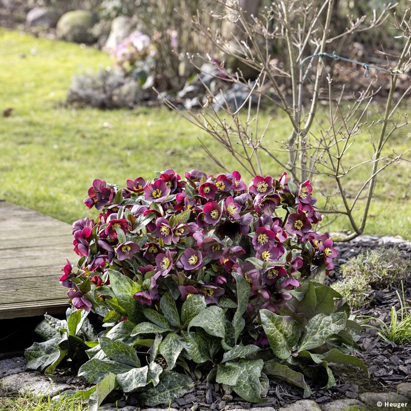 Helleborus glandorfensis Mona Marble (Hábito)