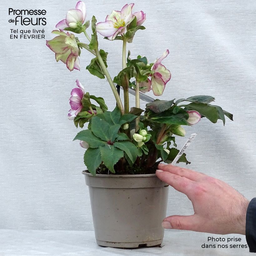 Amostra de Helleborus glandorfensis Ice N' Roses Picotee Vaso de 2 L/3 L tal como entregue no inverno
