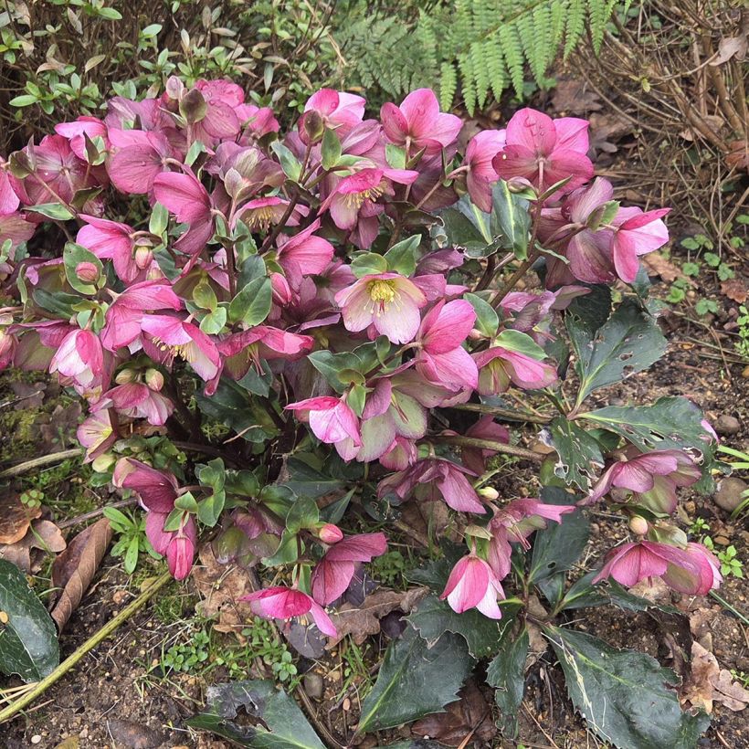 Helleborus glandorfensis Ice N' Roses Picotee (Hábito)