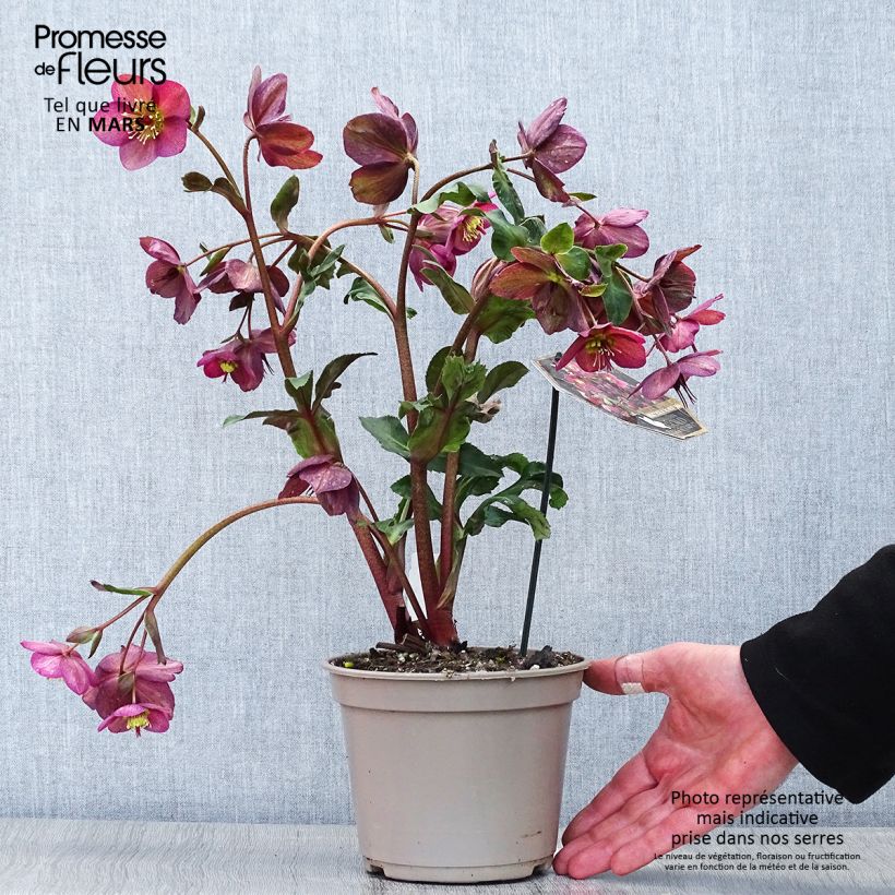 Amostra de Helleborus glandorfensis Ice N' Roses Vermelho Vaso de 2 L/3 L tal como entregue na primavera