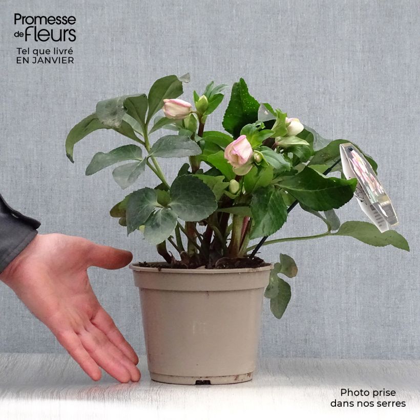 Amostra de Helleborus glandorfensis Ice N' Roses Rosetta Vaso de 2 L/3 L tal como entregue no inverno