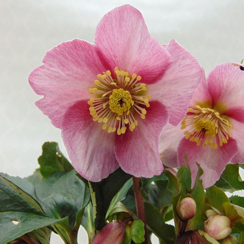 Helleborus Madame Lemonnier (Floração)