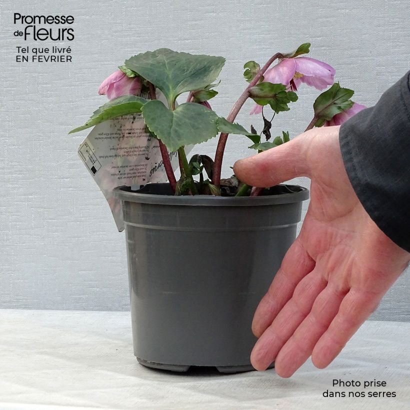 Amostra de Hellebore Madame Lemonnier - Helleborus niger (x) orientalis Vaso de 2 L/3 L tal como entregue no inverno