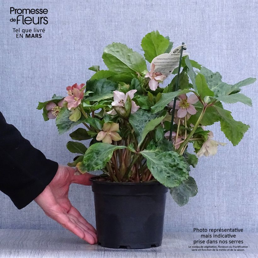 Amostra de Helleborus Madame Lemonnier Vaso de 2 L/3 L tal como entregue na primavera