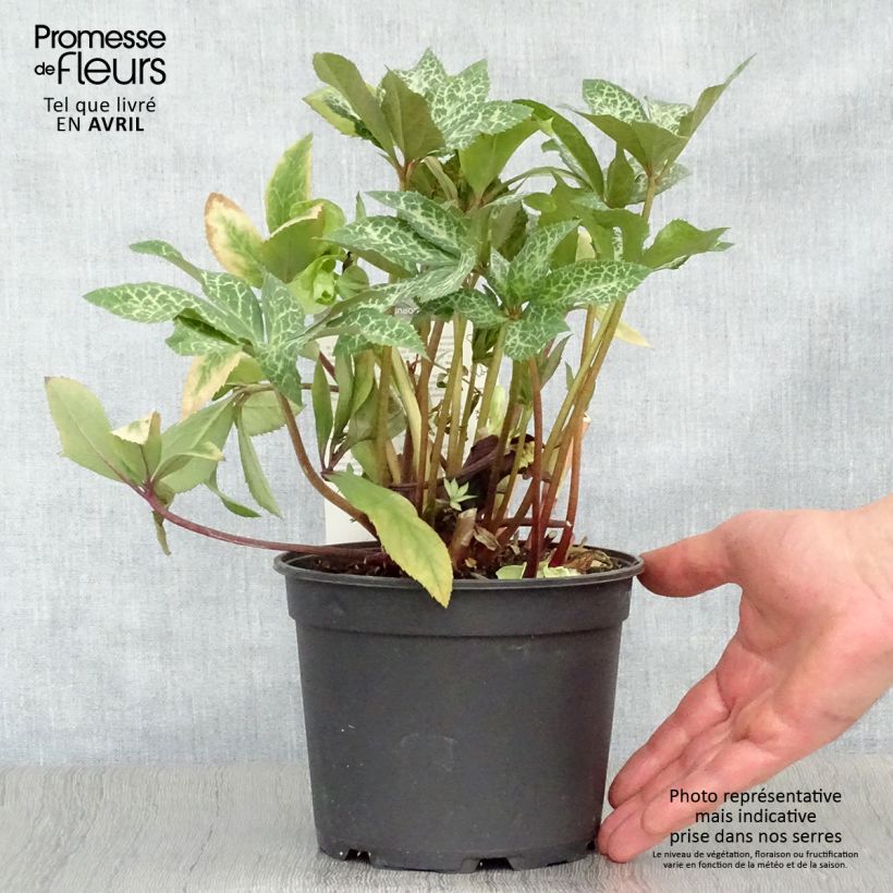 Amostra de Helleborus ericsmithii Magic Leaves Vaso de 2 L/3 L tal como entregue na primavera