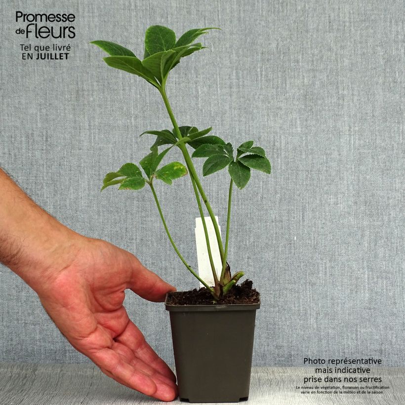 Amostra de Helleborus orientalis em mistura - Rosa quaresmal Vaso de 8/9 cm tal como entregue no verão