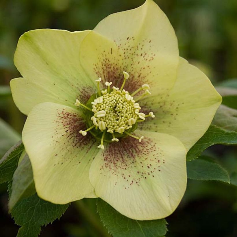 Helleborus orientalis Yellow Spotted (Floração)