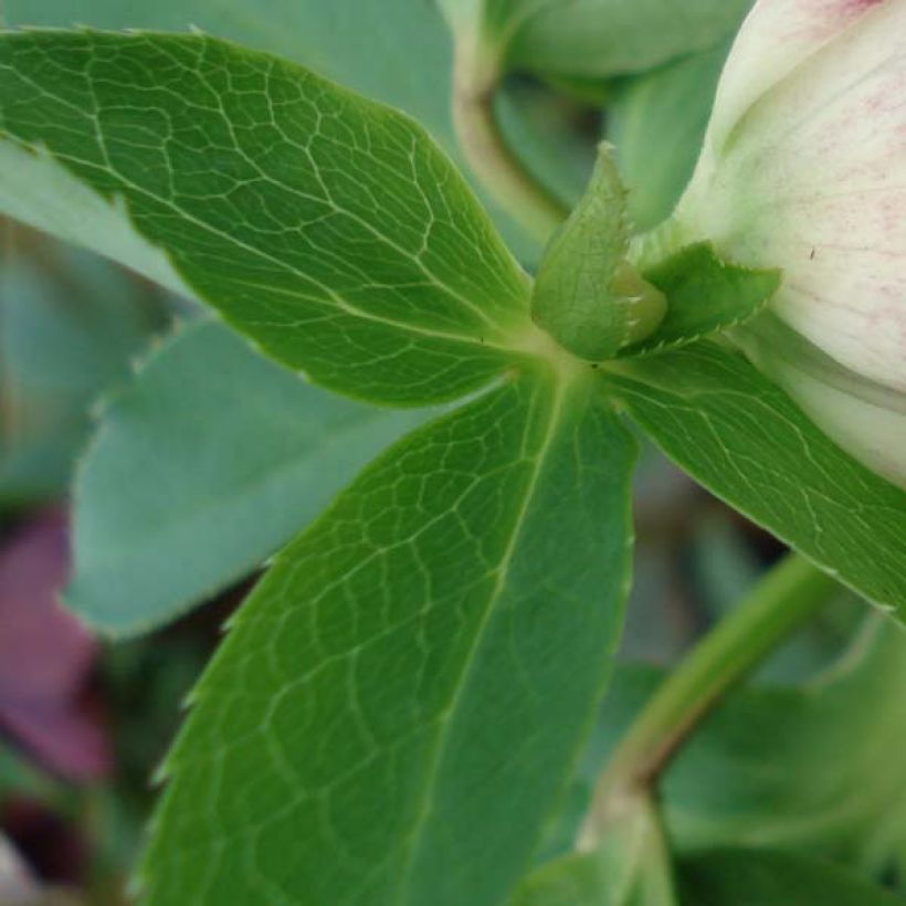 Helleborus orientalis Picotee (Folhagem)