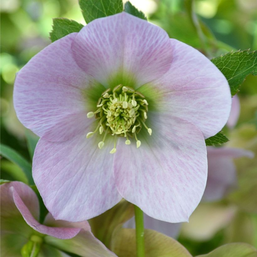 Helleborus orientalis ViV Alessandra (Floração)