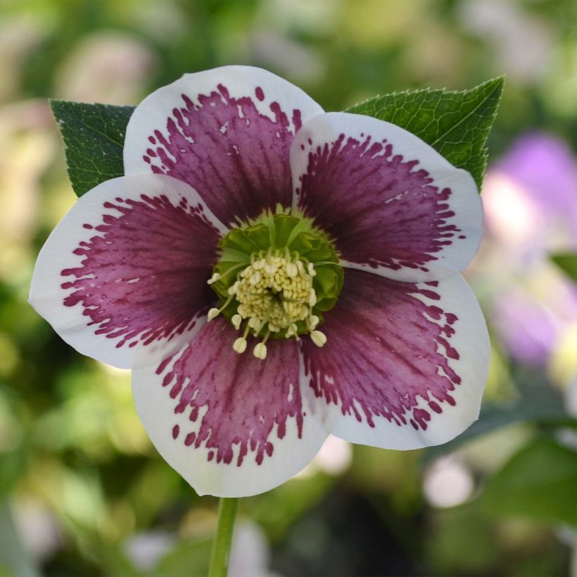 Helleborus orientalis ViV Antonella (Floração)