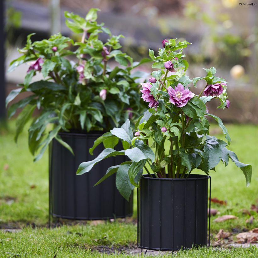 Helleborus orientalis ViV Ariana (Hábito)