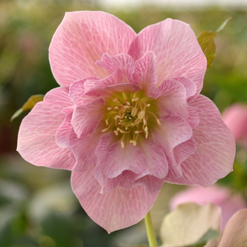 Helleborus orientalis ViV Benedetta (Floração)