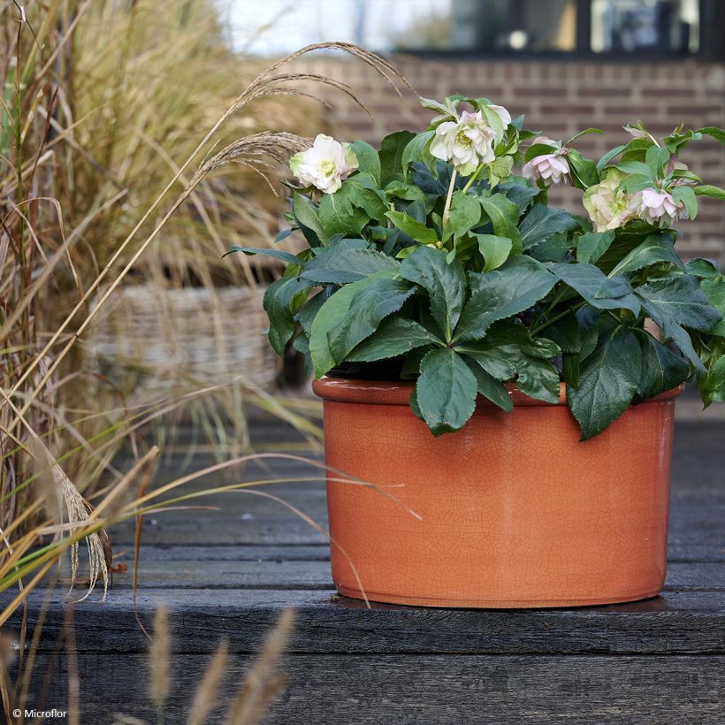 Helleborus orientalis ViV Benedetta (Hábito)