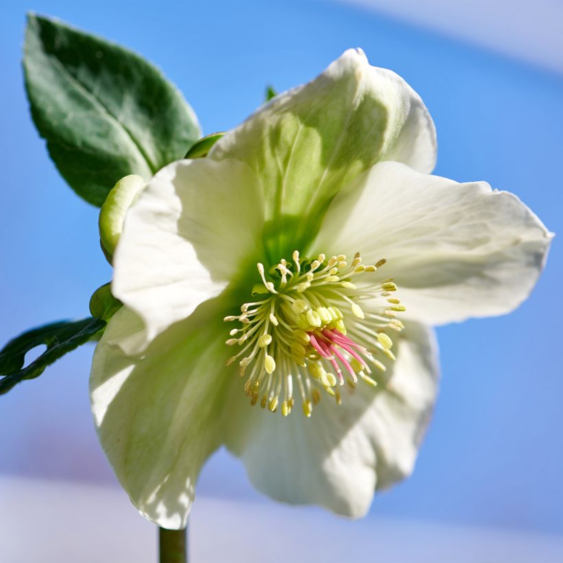 Helleborus glandorfensis ViV Bianca (Floração)