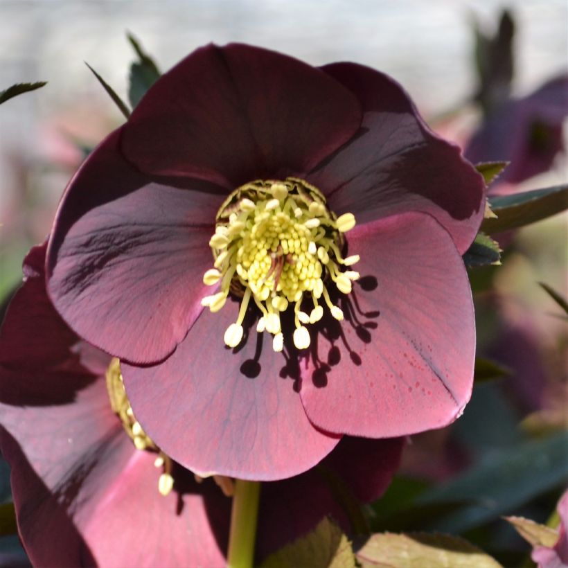 Helleborus orientalis ViV Carlotta (Floração)