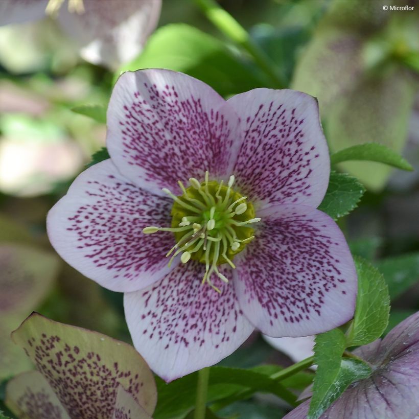 Helleborus orientalis ViV Celestina (Floração)