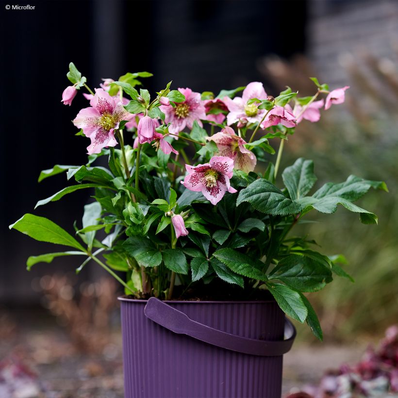 Helleborus orientalis ViV Celestina (Hábito)