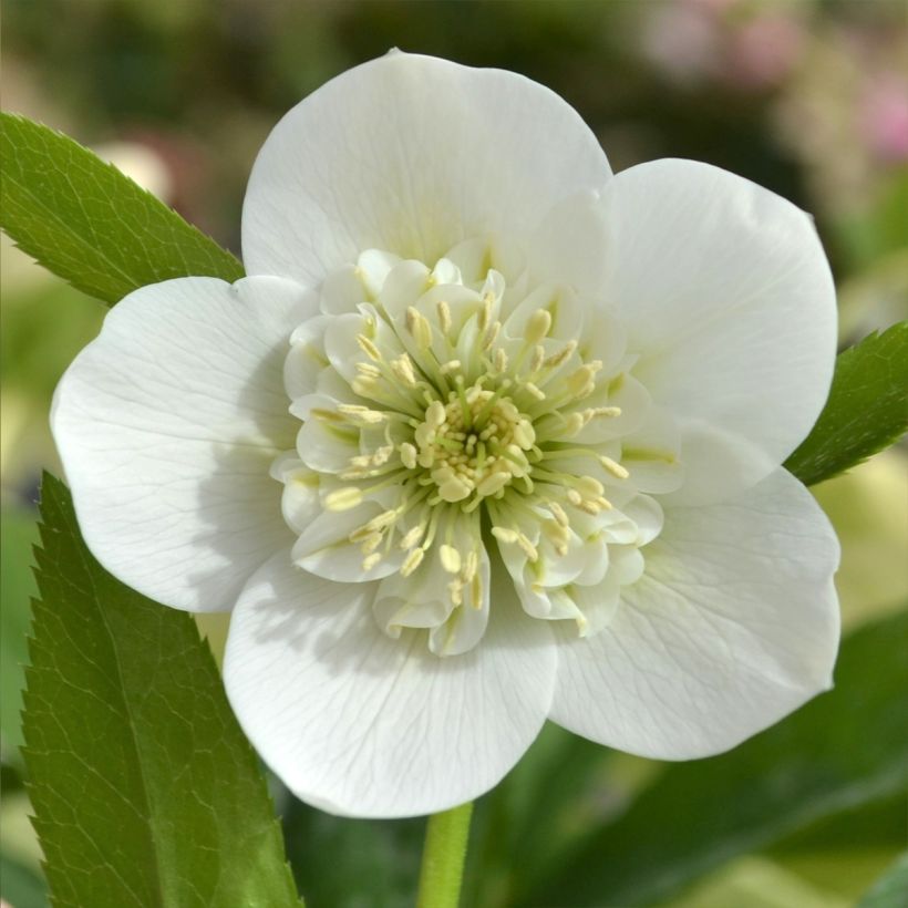 Helleborus orientalis ViV Cinzia (Floração)