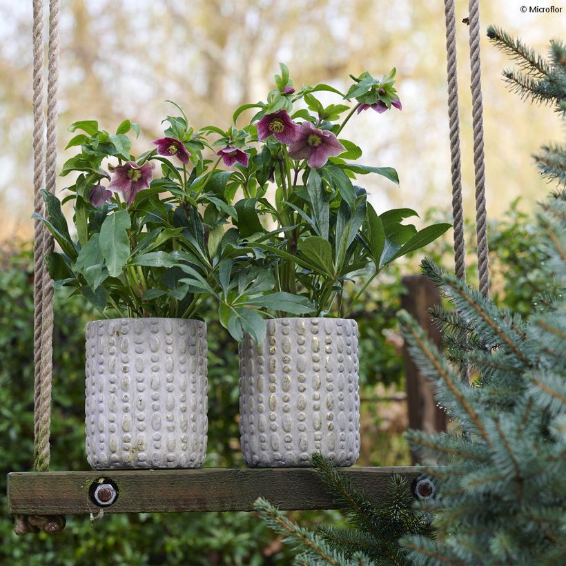 Helleborus orientalis ViV Eloisa (Hábito)