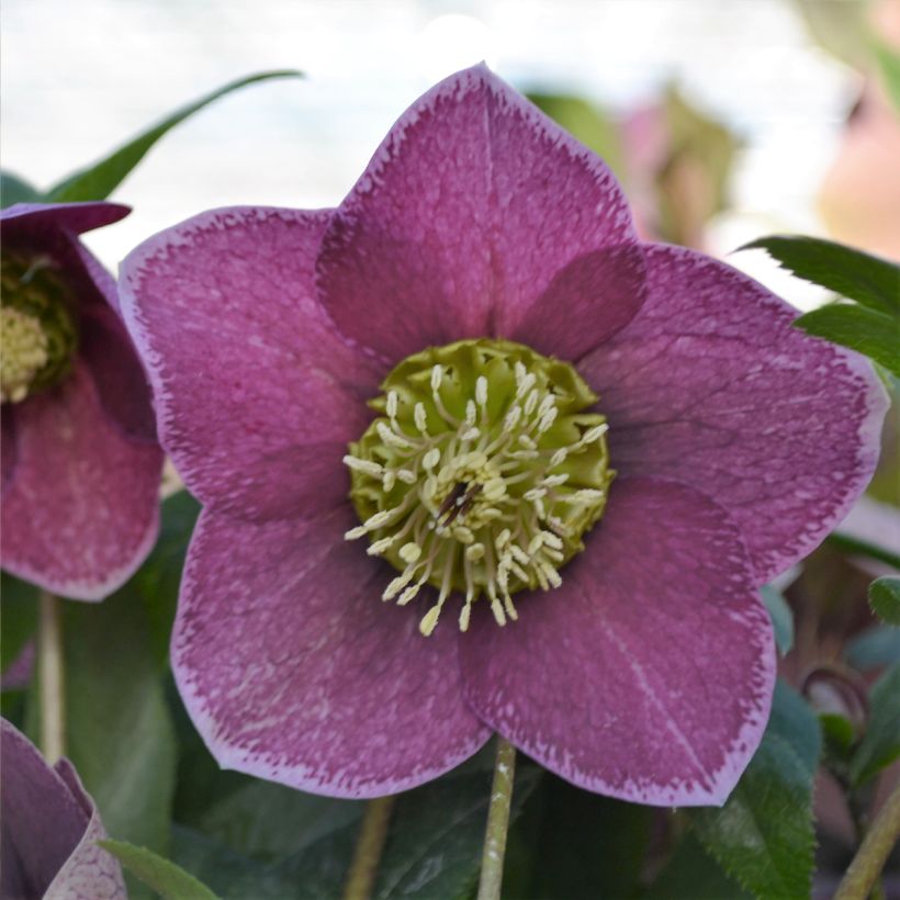 Helleborus orientalis ViV Elsa (Floração)