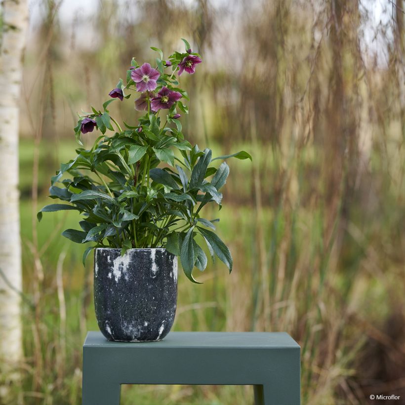 Helleborus orientalis ViV Elsa (Hábito)